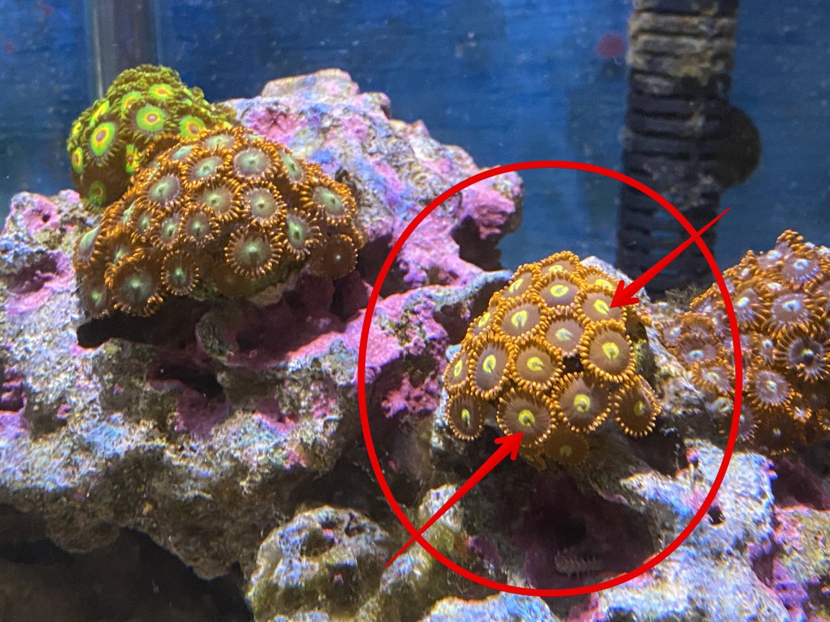 Zoa polyps not growing... | Reef2Reef