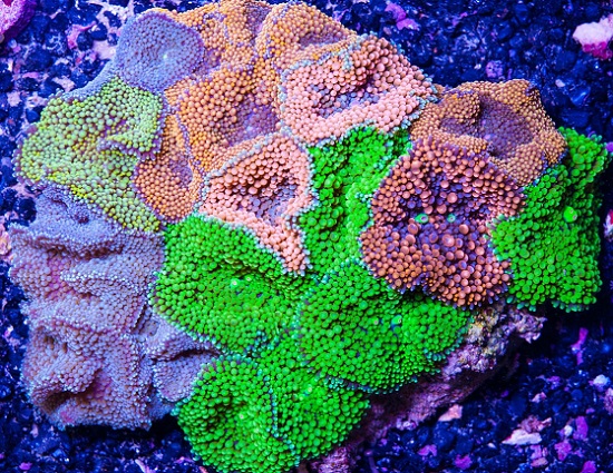 CoralWealth_Mushrooms.jpeg