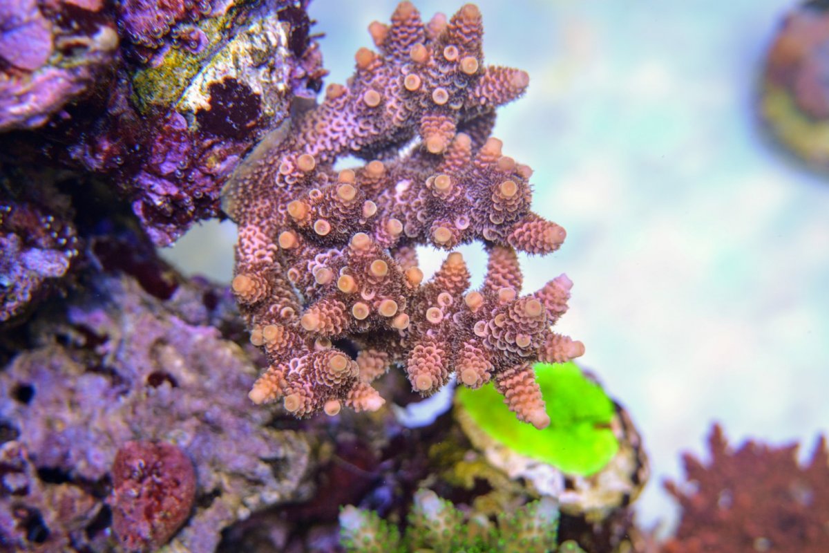 CoraroC coralholder with frag 6.JPG