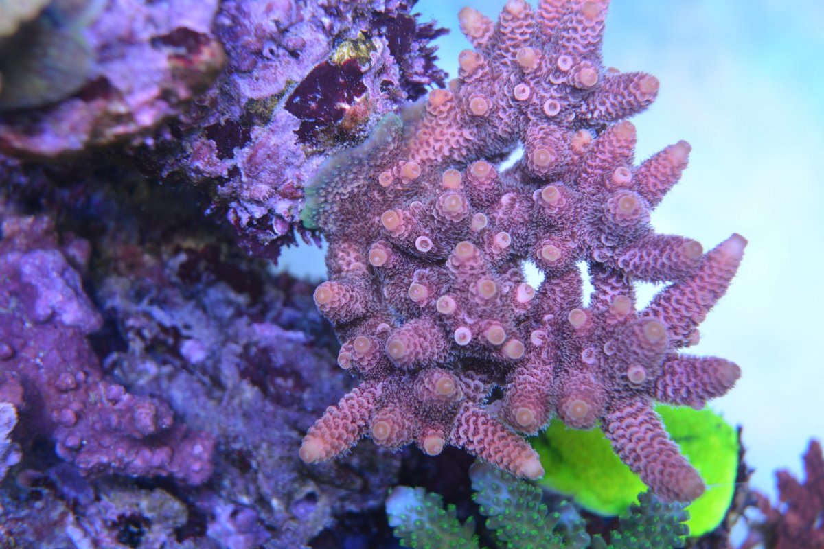 CoraroC coralholder with frag 8.JPG