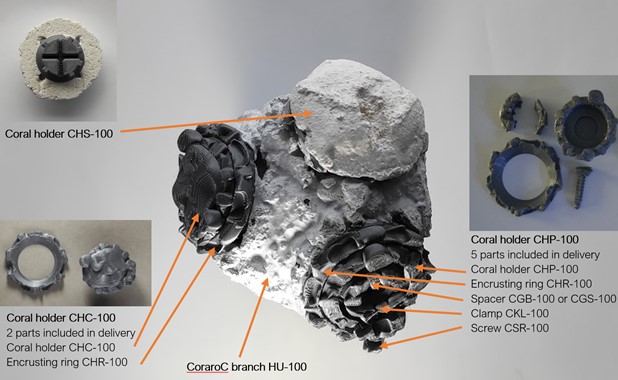 CoraroC detail.jpg