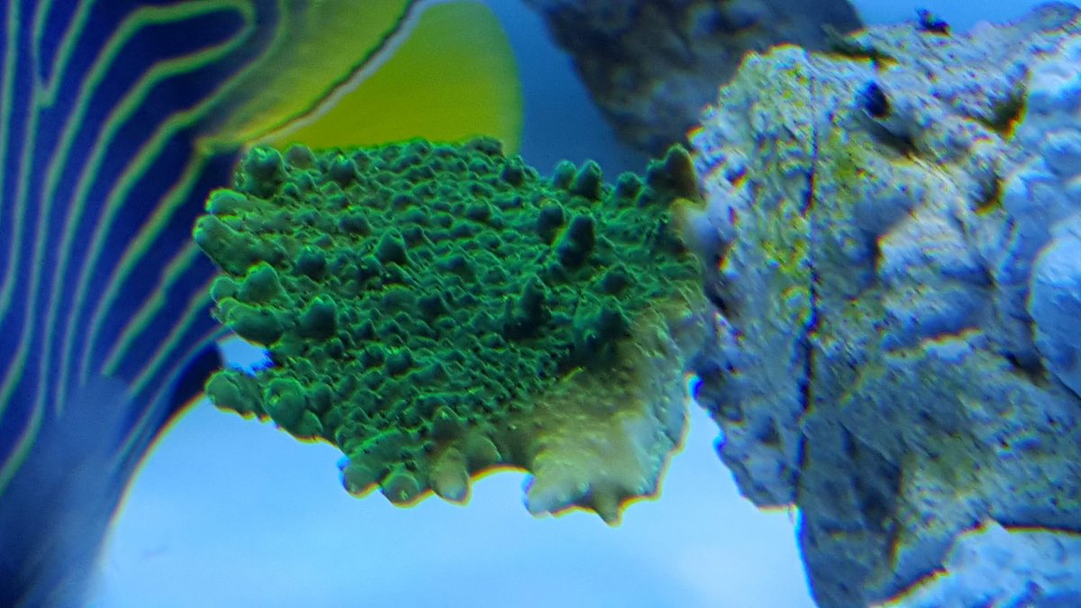 CoraroC recently mounted coral 1.jpg