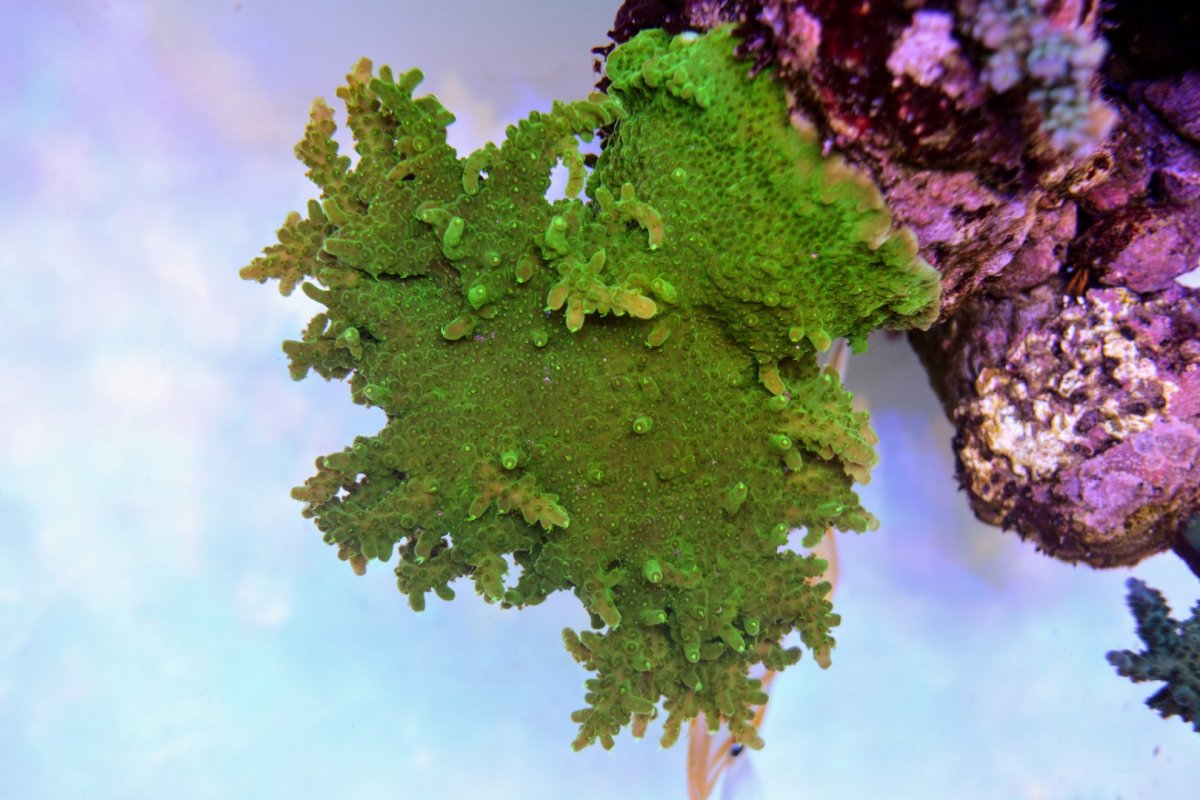 CoraroC table acro encrusting 5.JPG
