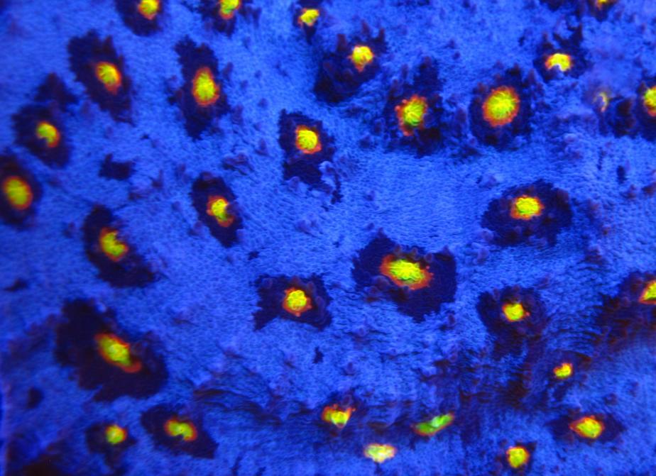 Cornbred's Rainbow Hellspawn Chalice .jpg