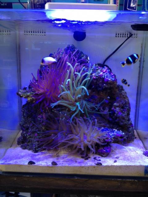 Corner Aquarium.jpg