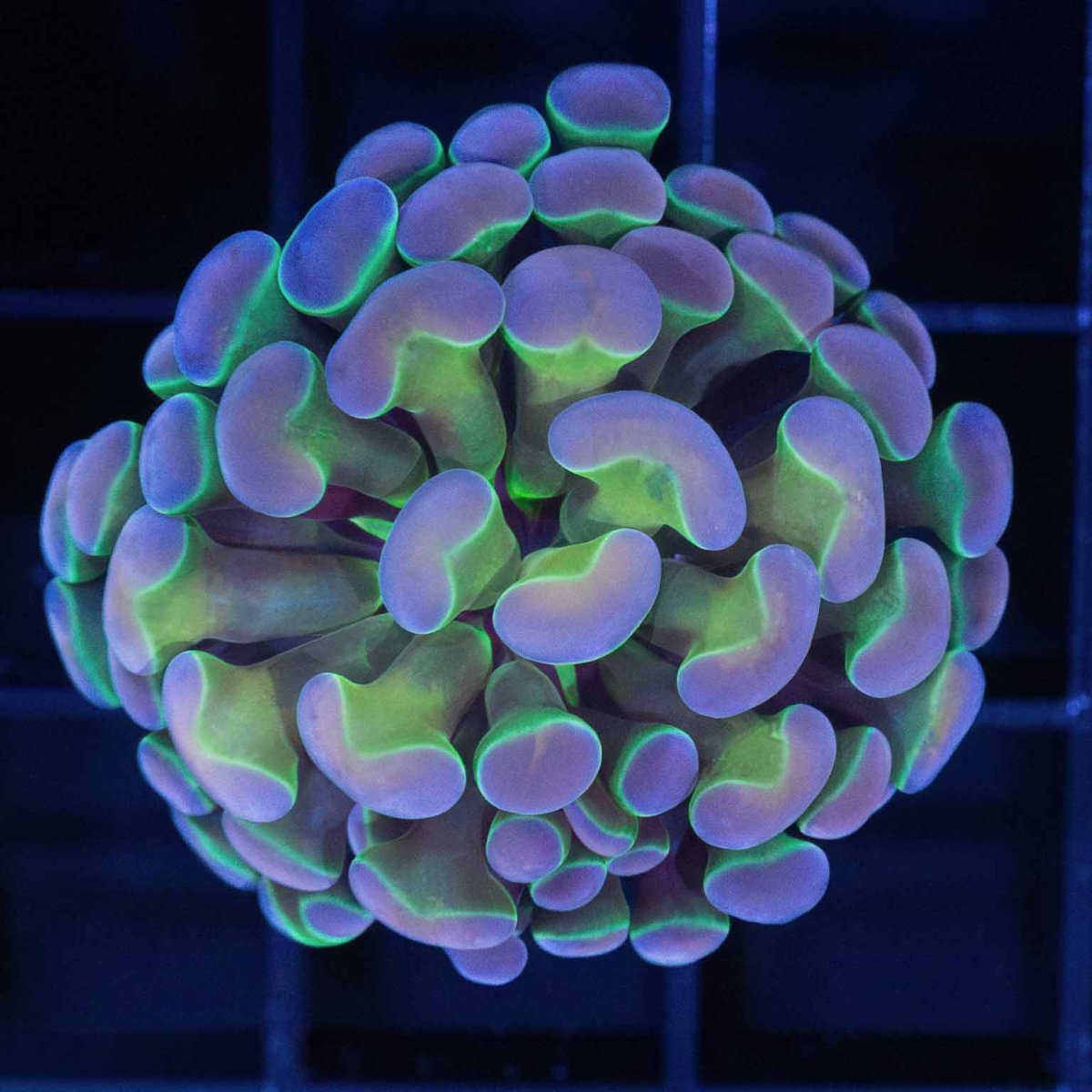 cotton-candy-hologram-hammer-coral-3.jpg
