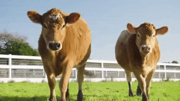cow.gif
