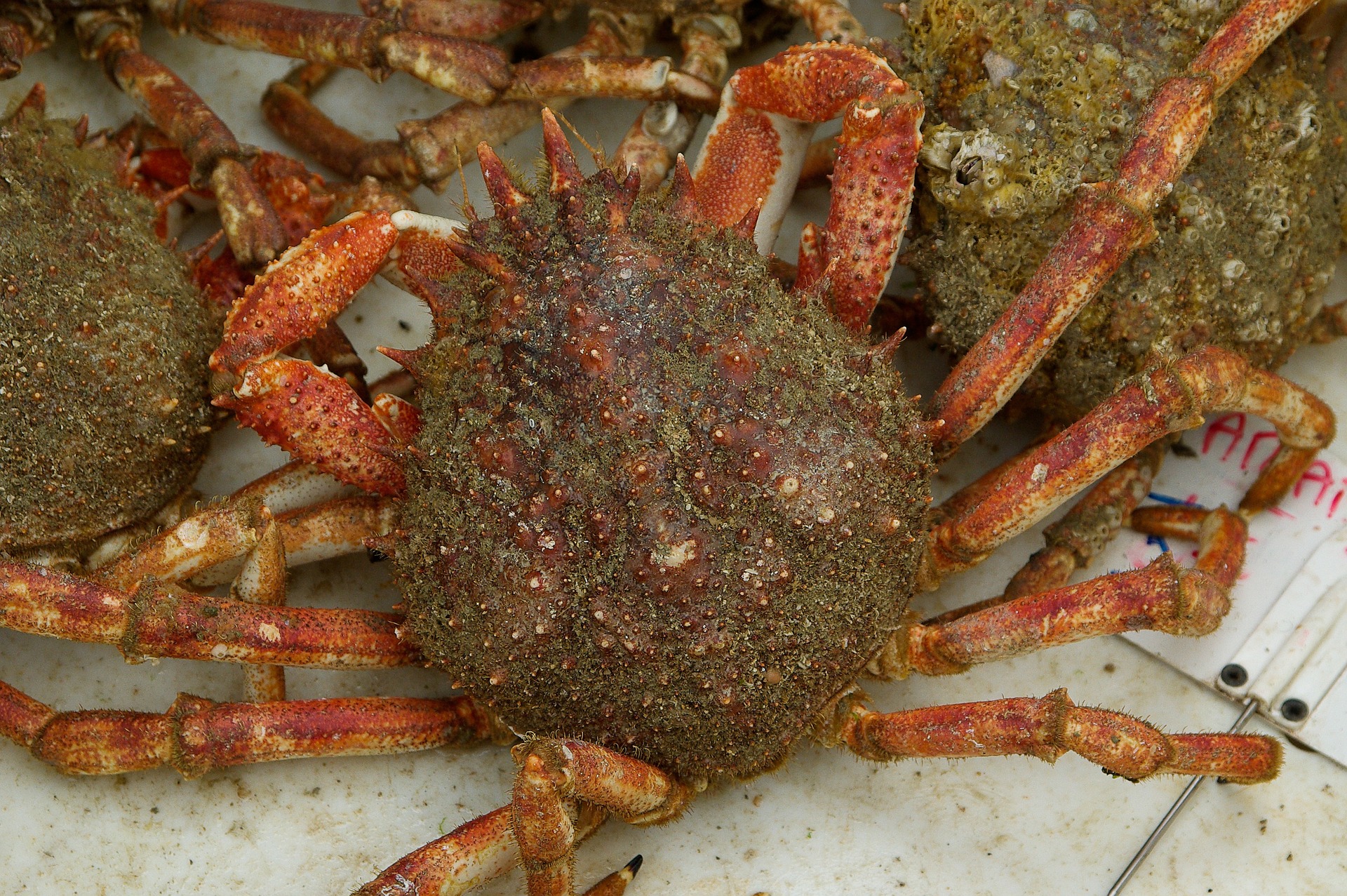 crab-1099155_1920-jpg.974272