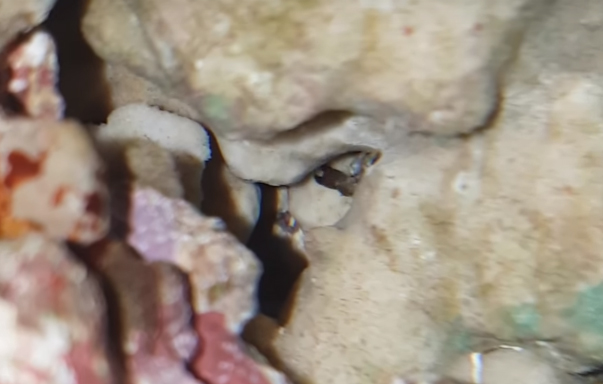 crab claw.jpg