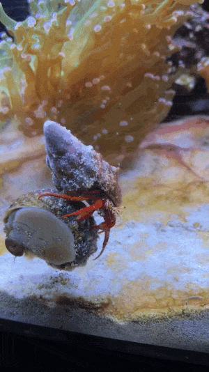 crab.gif