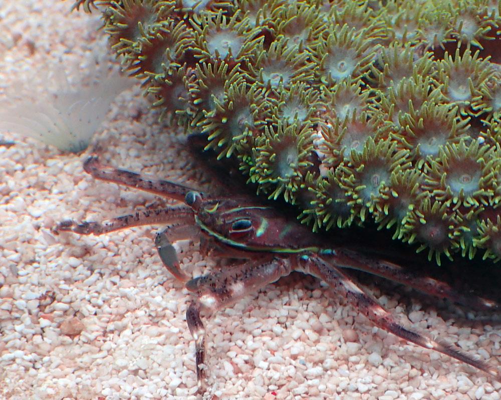 crab.jpg