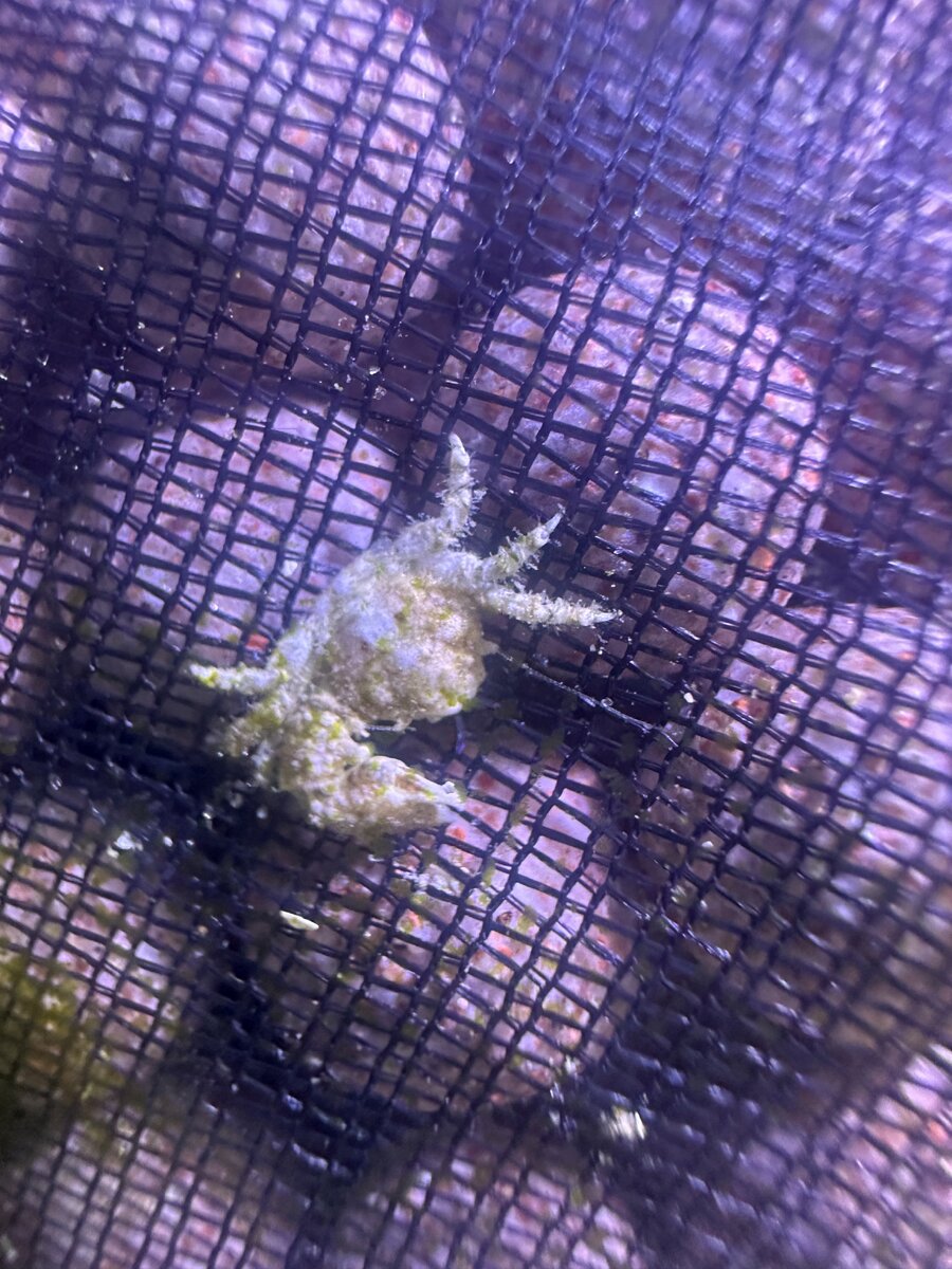Crab.jpg