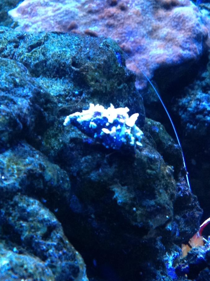 crab shell.jpg
