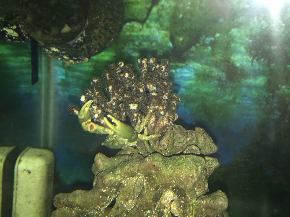 Crab1.jpg