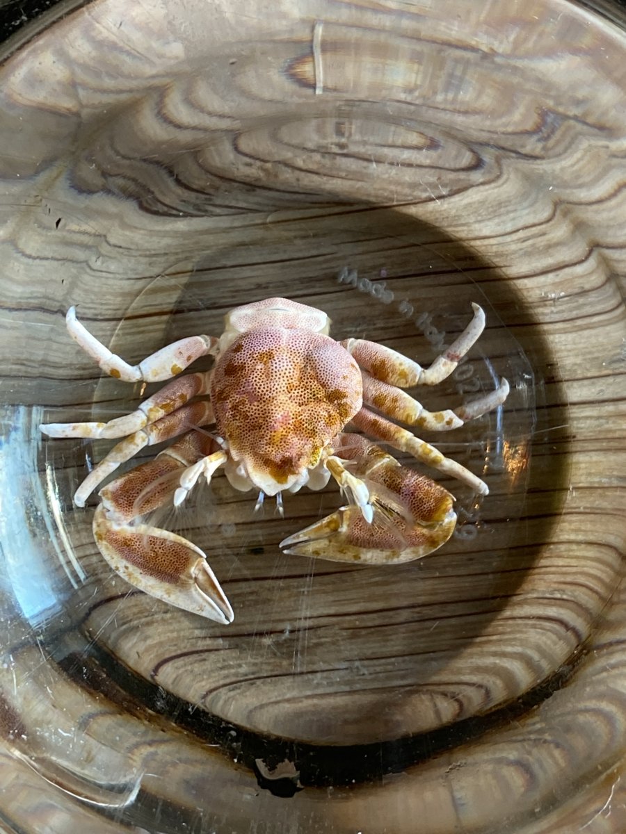 Crab1.jpg