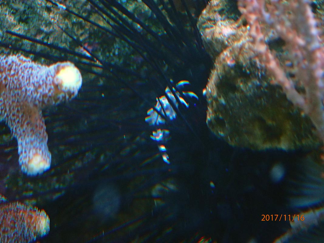 crab1.jpg