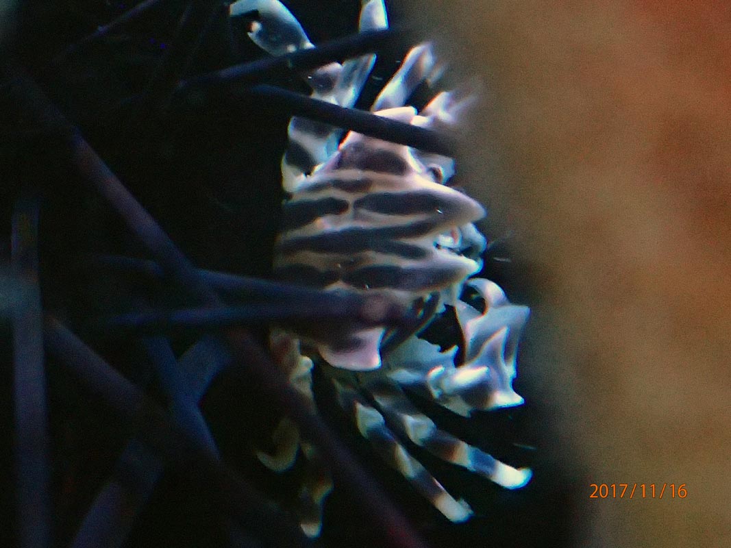 crab2.jpg
