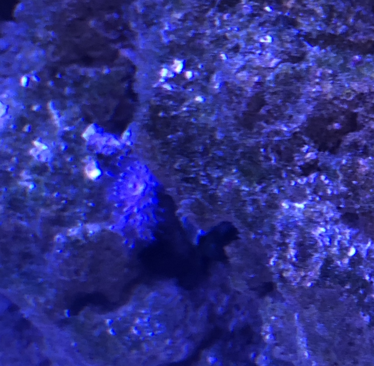 crabfuzz3.png