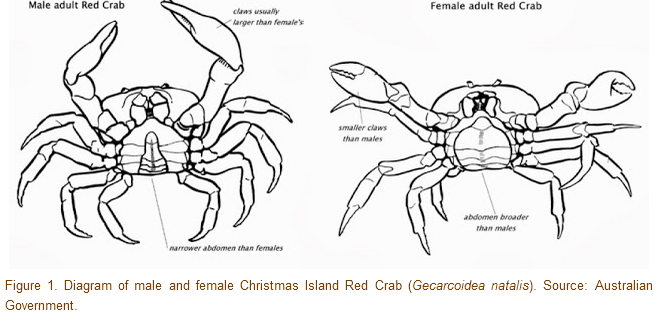reef-safe-crabs-reef2reef