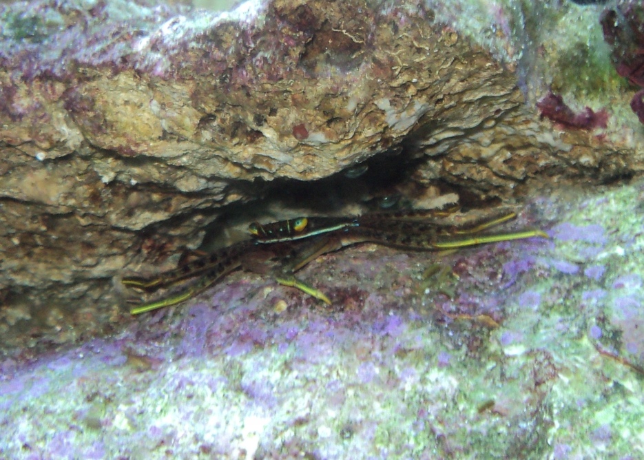Crabzilla 002S.jpg