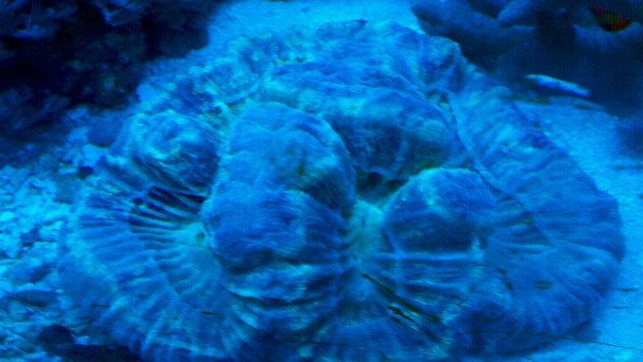 Crain coral.jpg