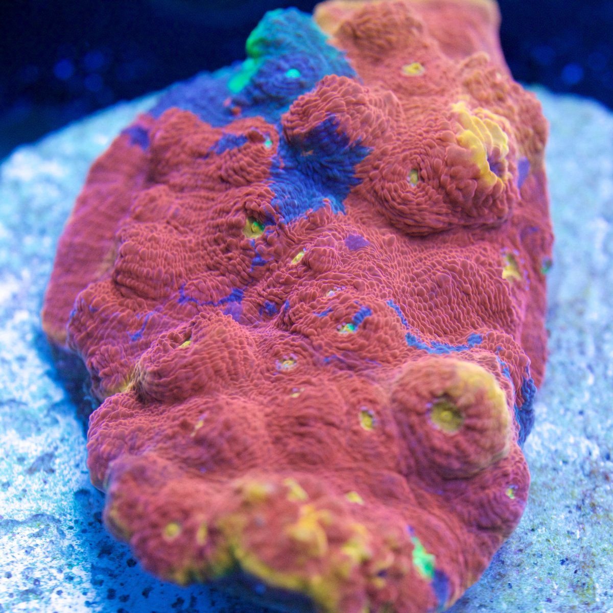 crazy corals 184.jpg
