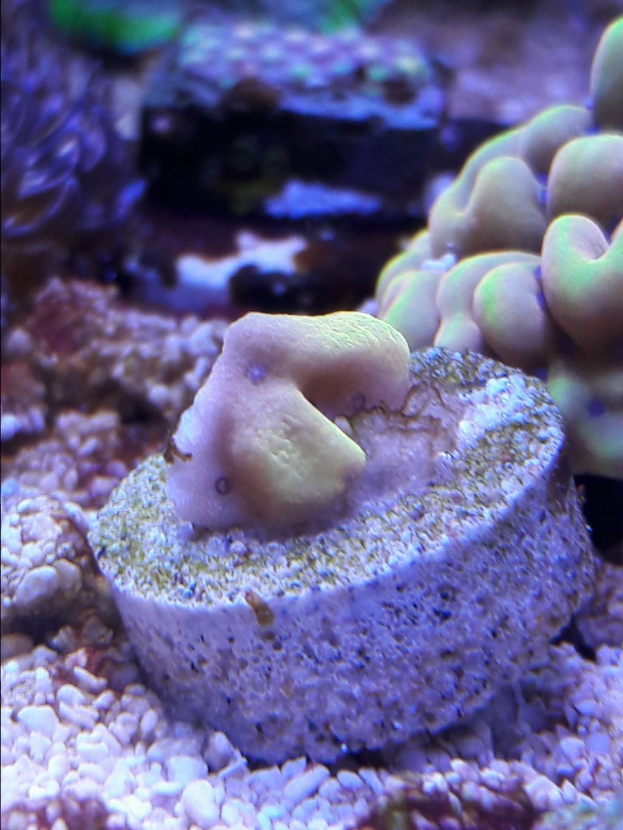 crazy t frag.jpg