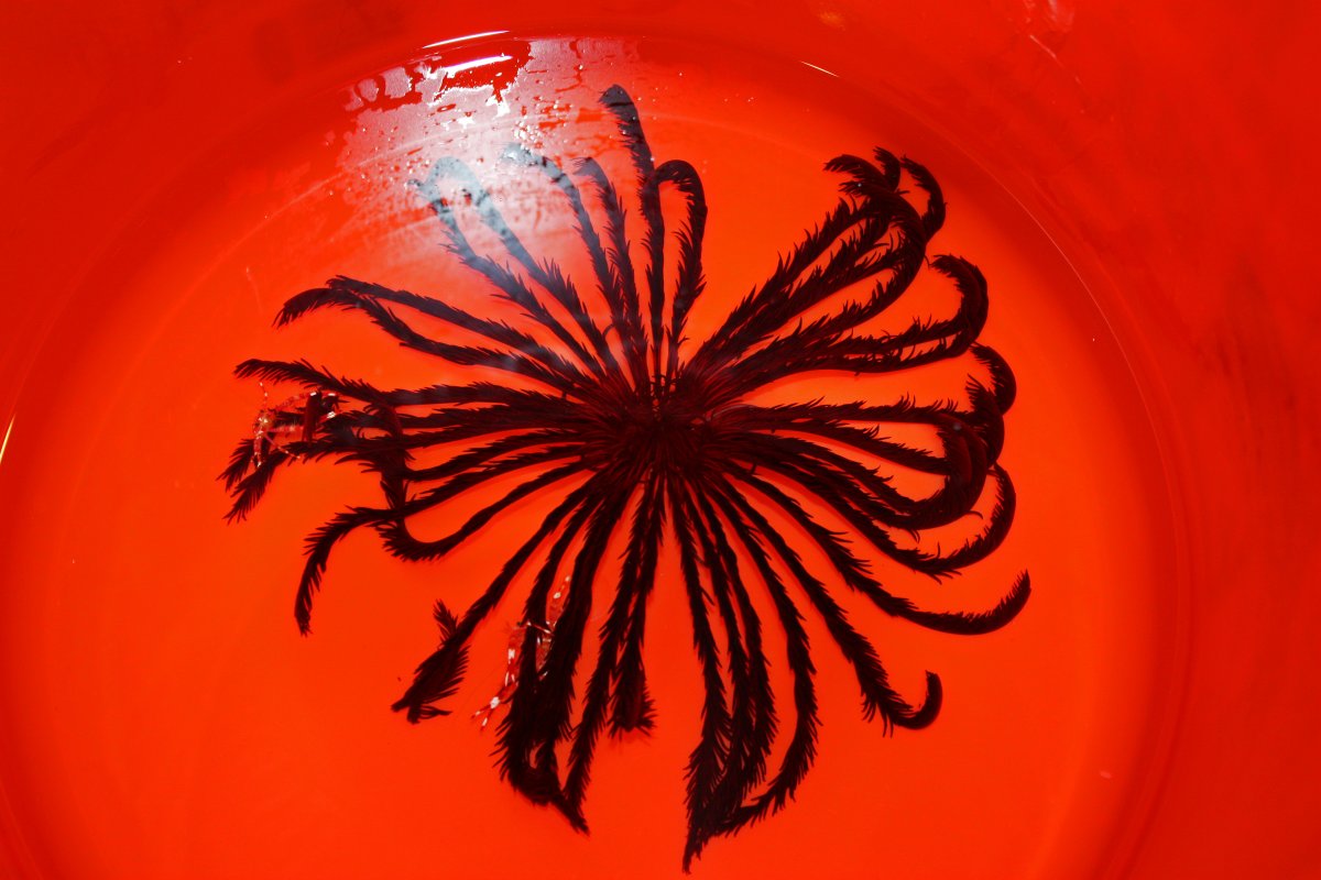 crinoid.jpg