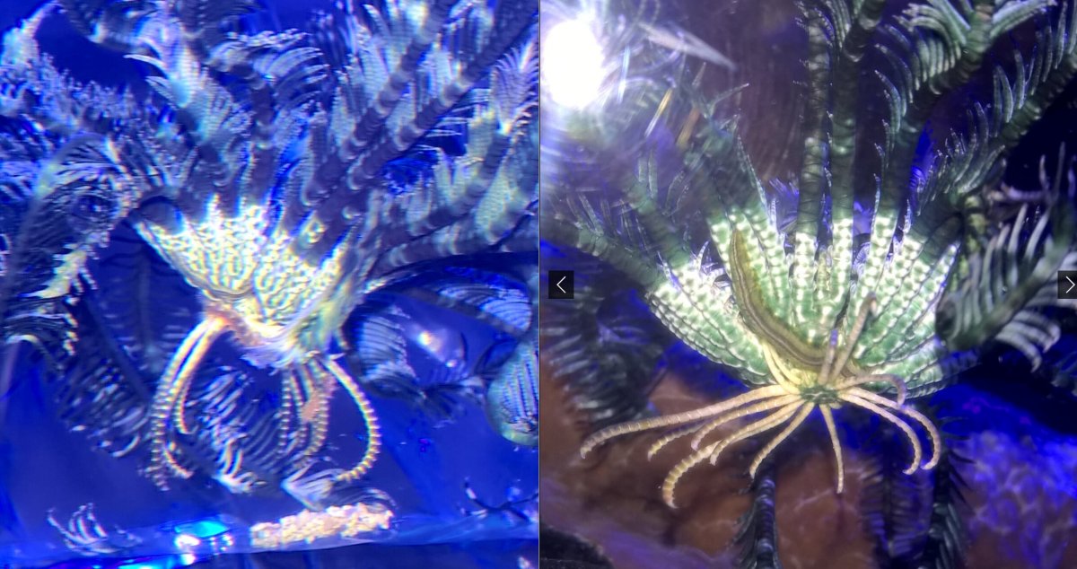 CrinoidTimelapse.jpg