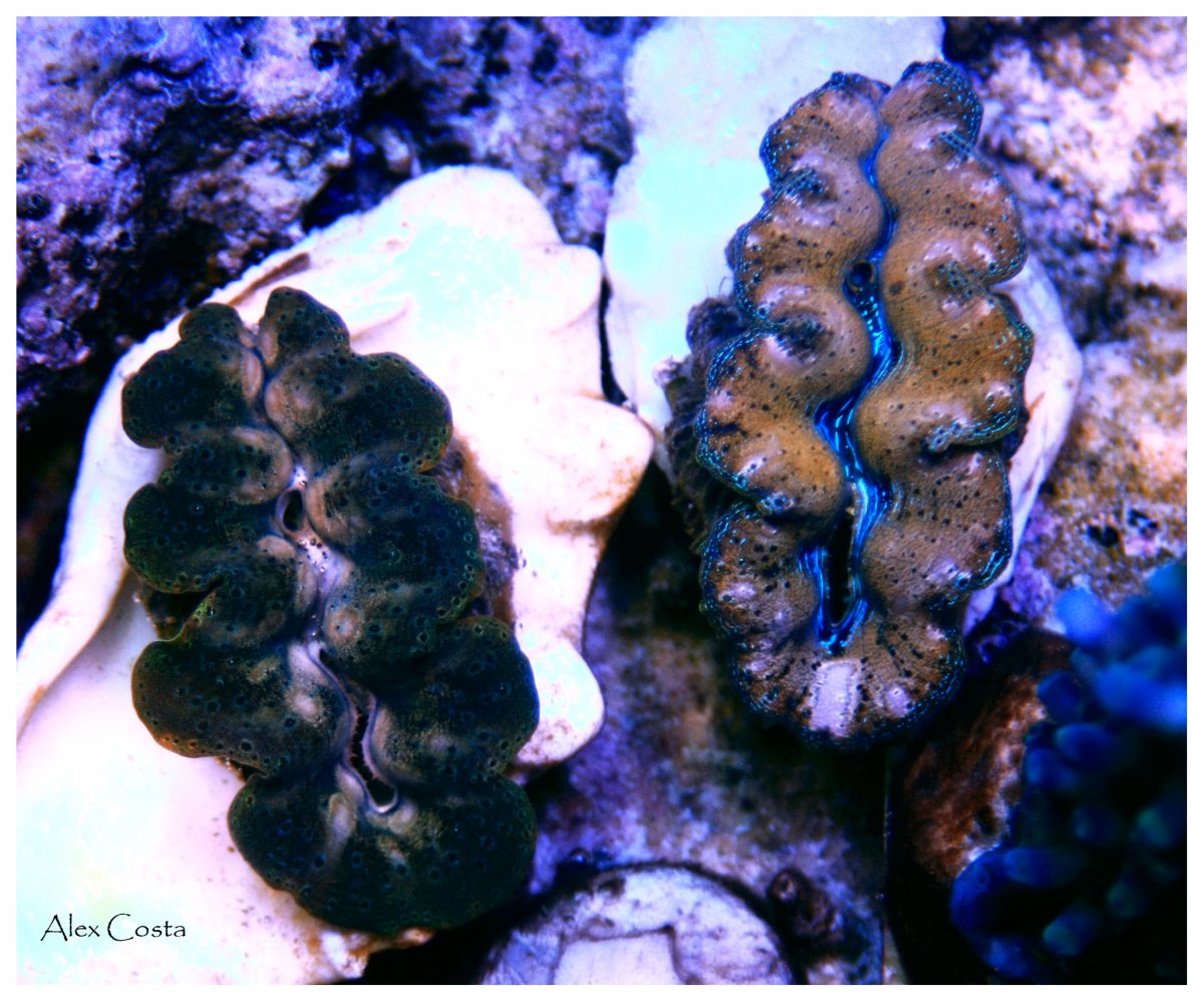 crocea7.jpg