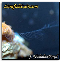 ctenophore.jpg