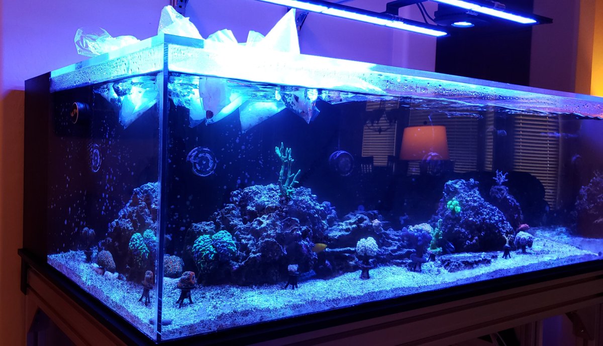 AIO Build - Tenecor 100 Gallon Lagoon-style acrylic AIO | Page 4 ...