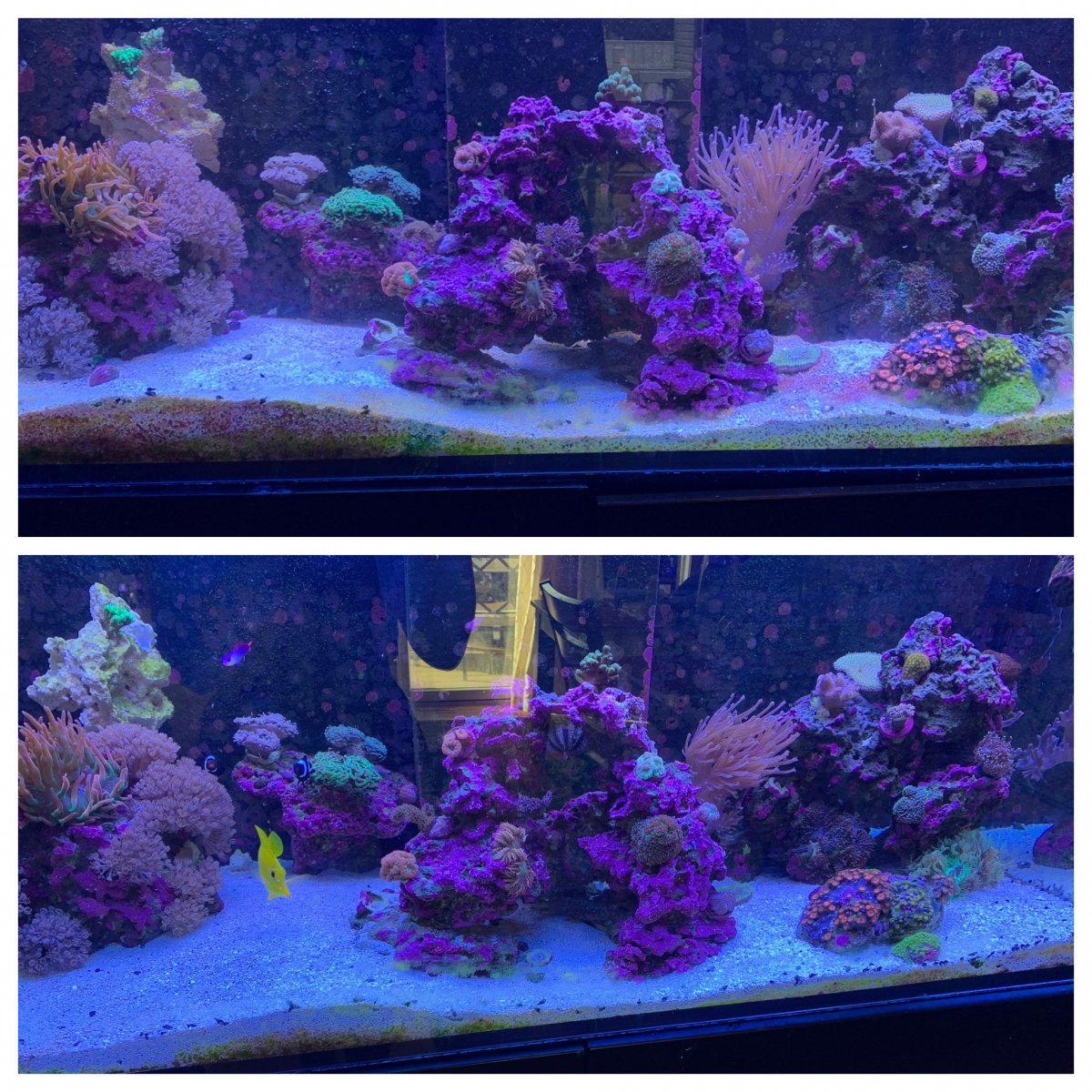 Cyano before-after.jpg