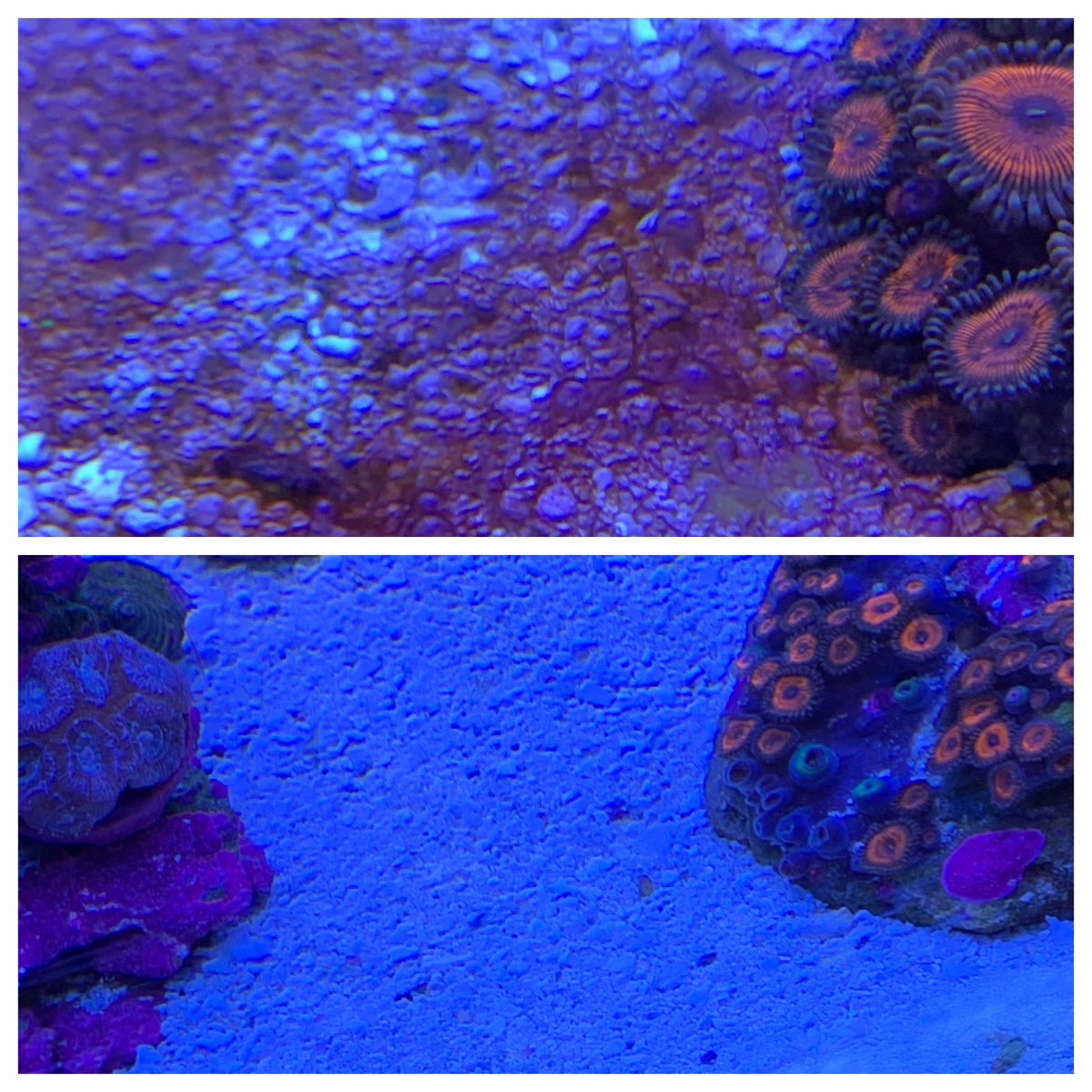 Cyano before-after2.jpg
