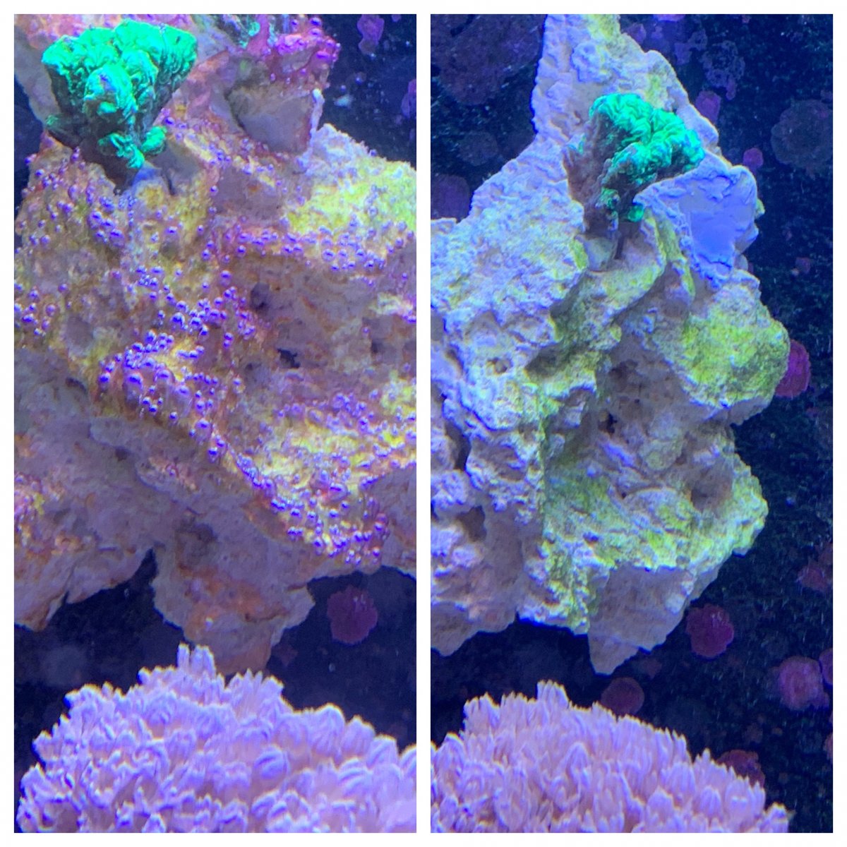Cyano before-after3.jpg