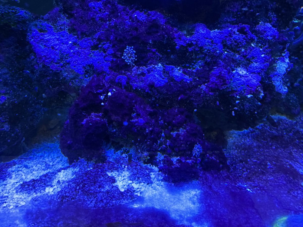 Build Thread - 125 Gallon Office Tank | Page 14 | Reef2Reef