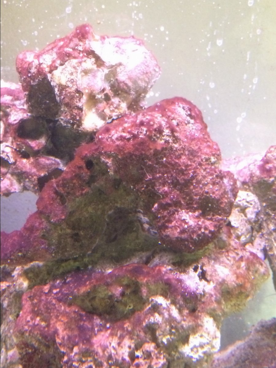 Cyano ID.JPG