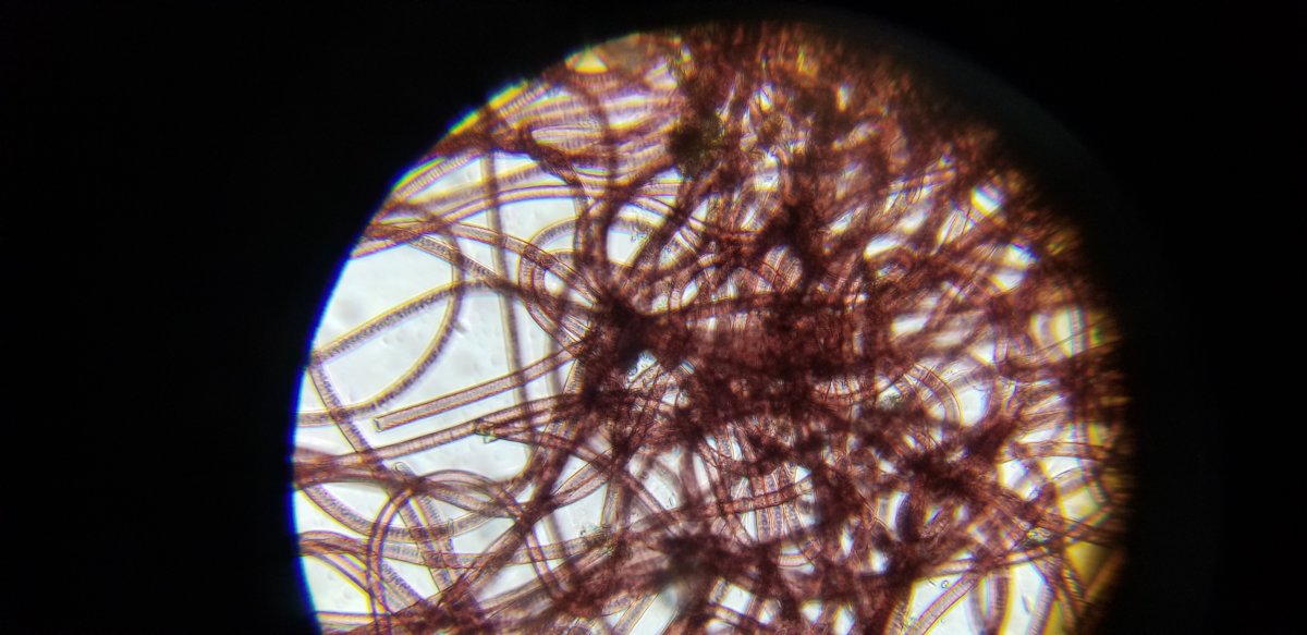 cyano.jpg