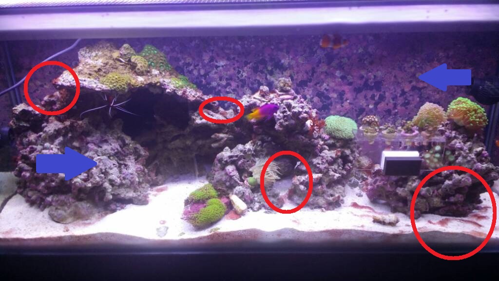 Cyano.jpg