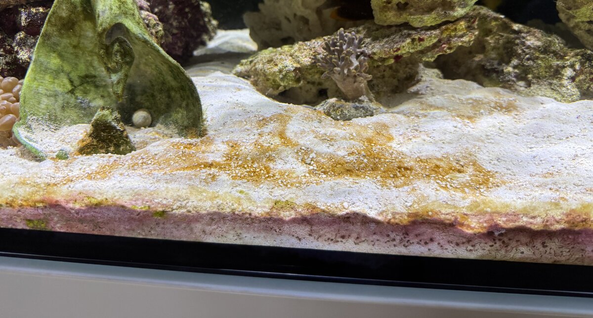 cyano or.jpeg