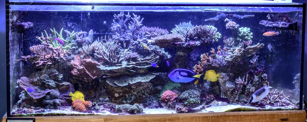 cyano right-2.jpg