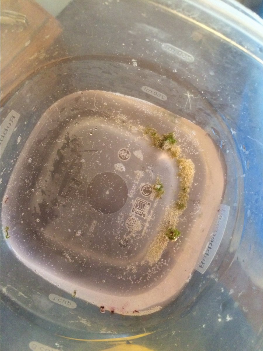 cyano test 1.JPG