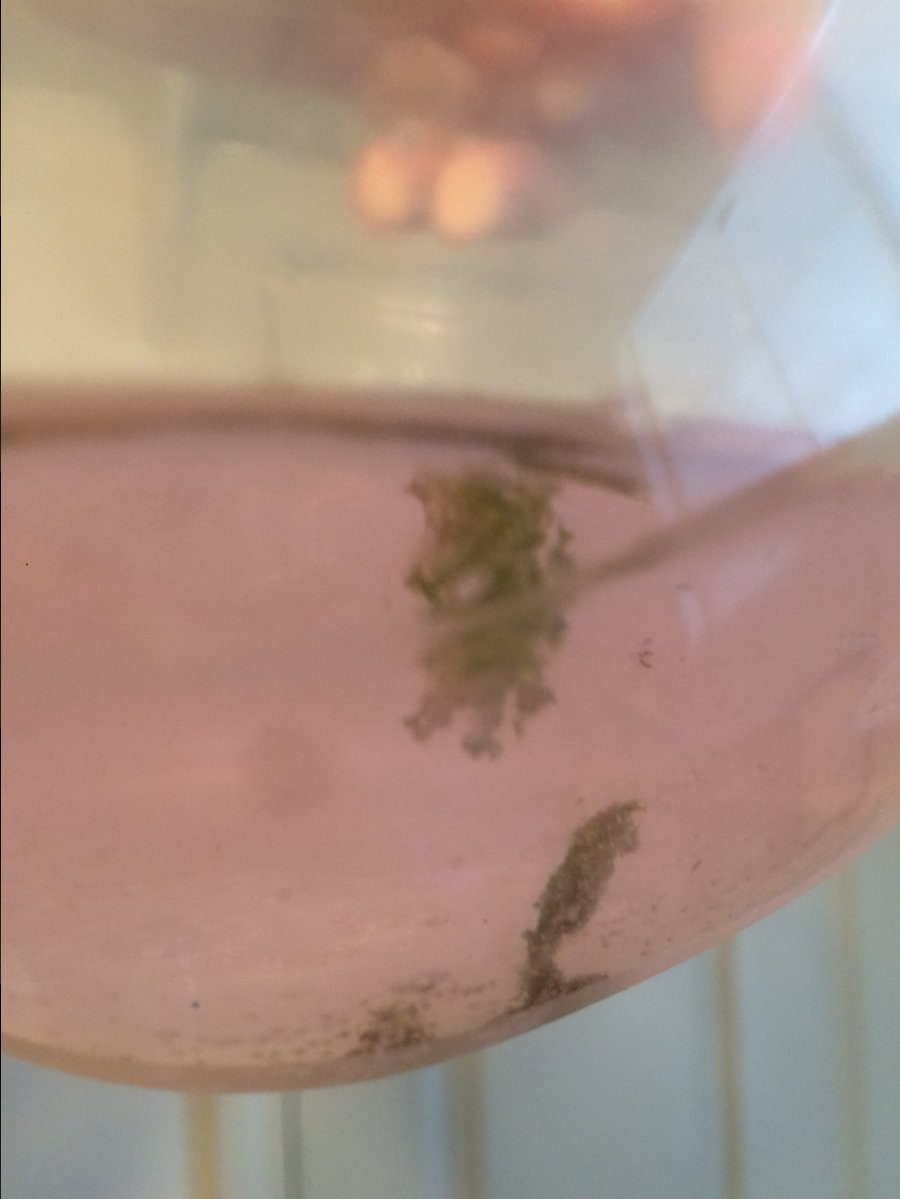cyano test 2.JPG