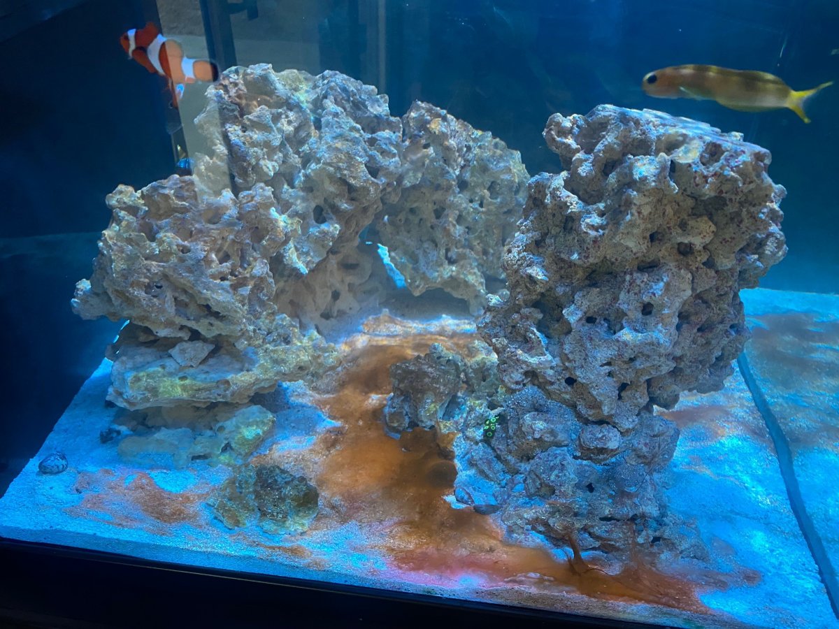 cyano1.jpg
