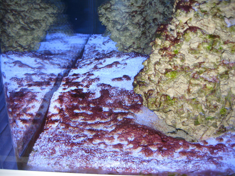 cyano1a.jpg