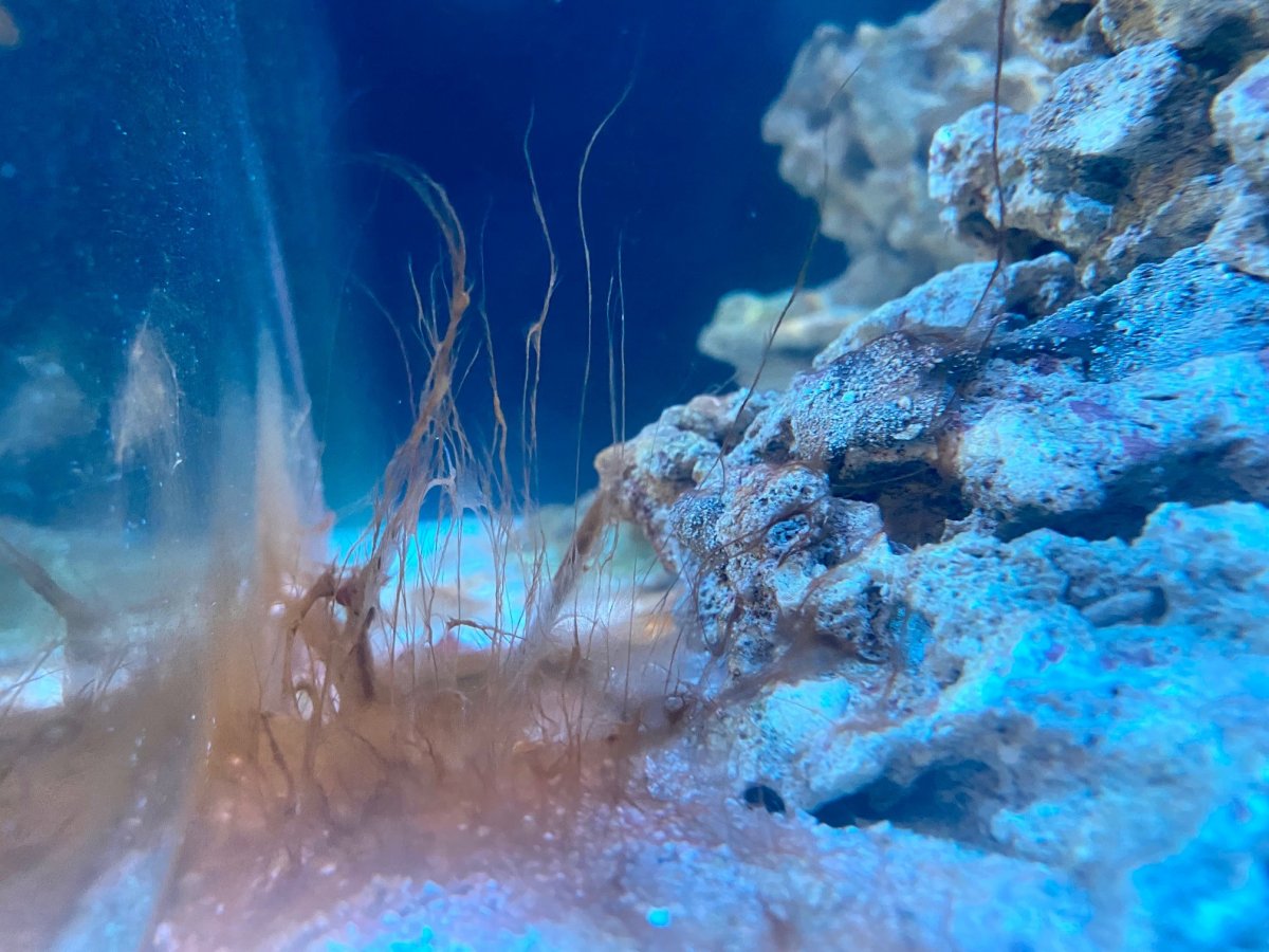 cyano2.jpg