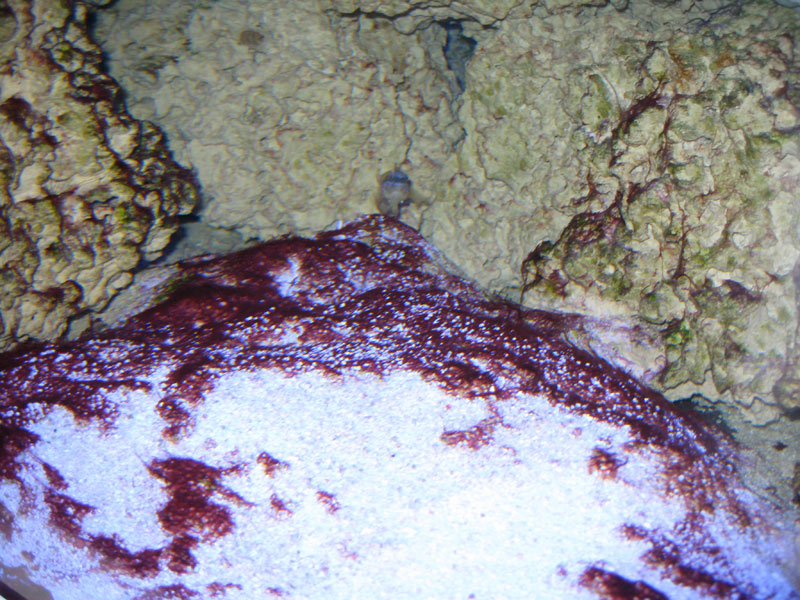 cyano2a.jpg