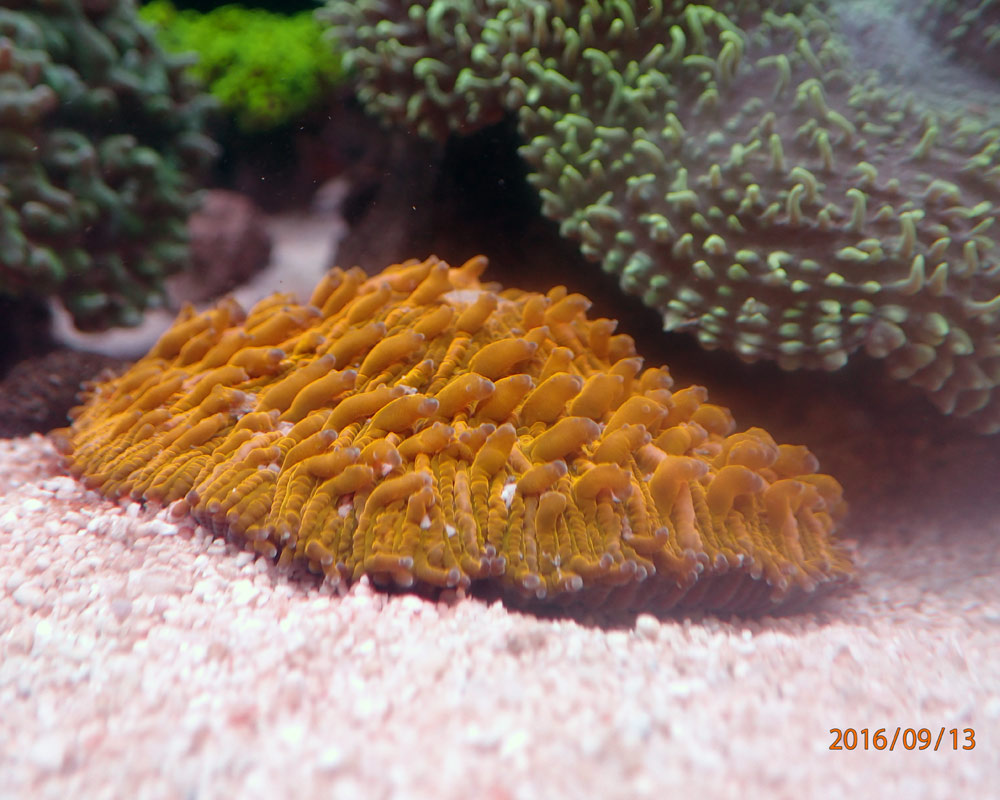 Cycloseris-1.jpg