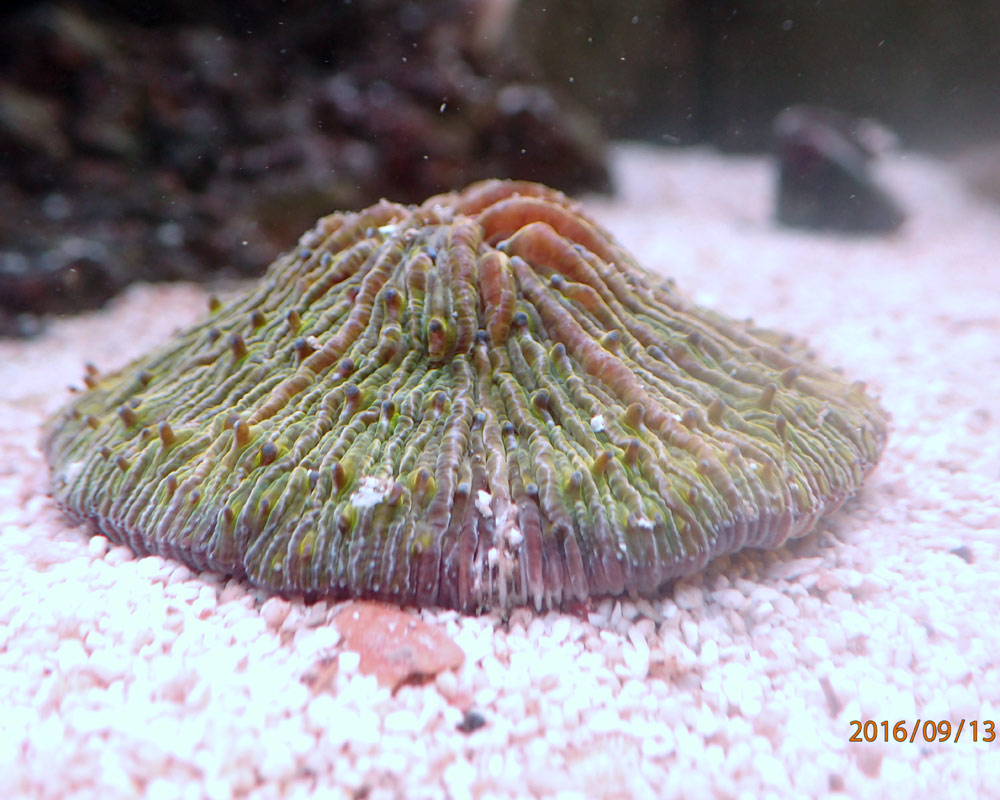 Cycloseris-2.jpg