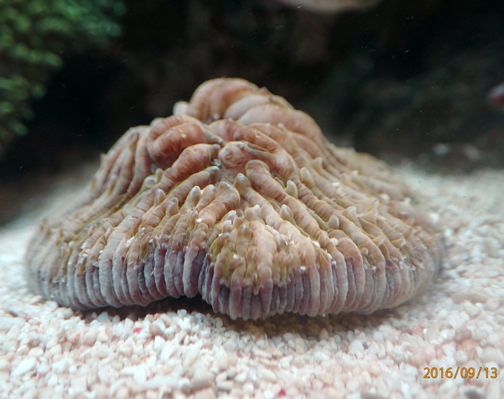 Cycloseris-3.jpg